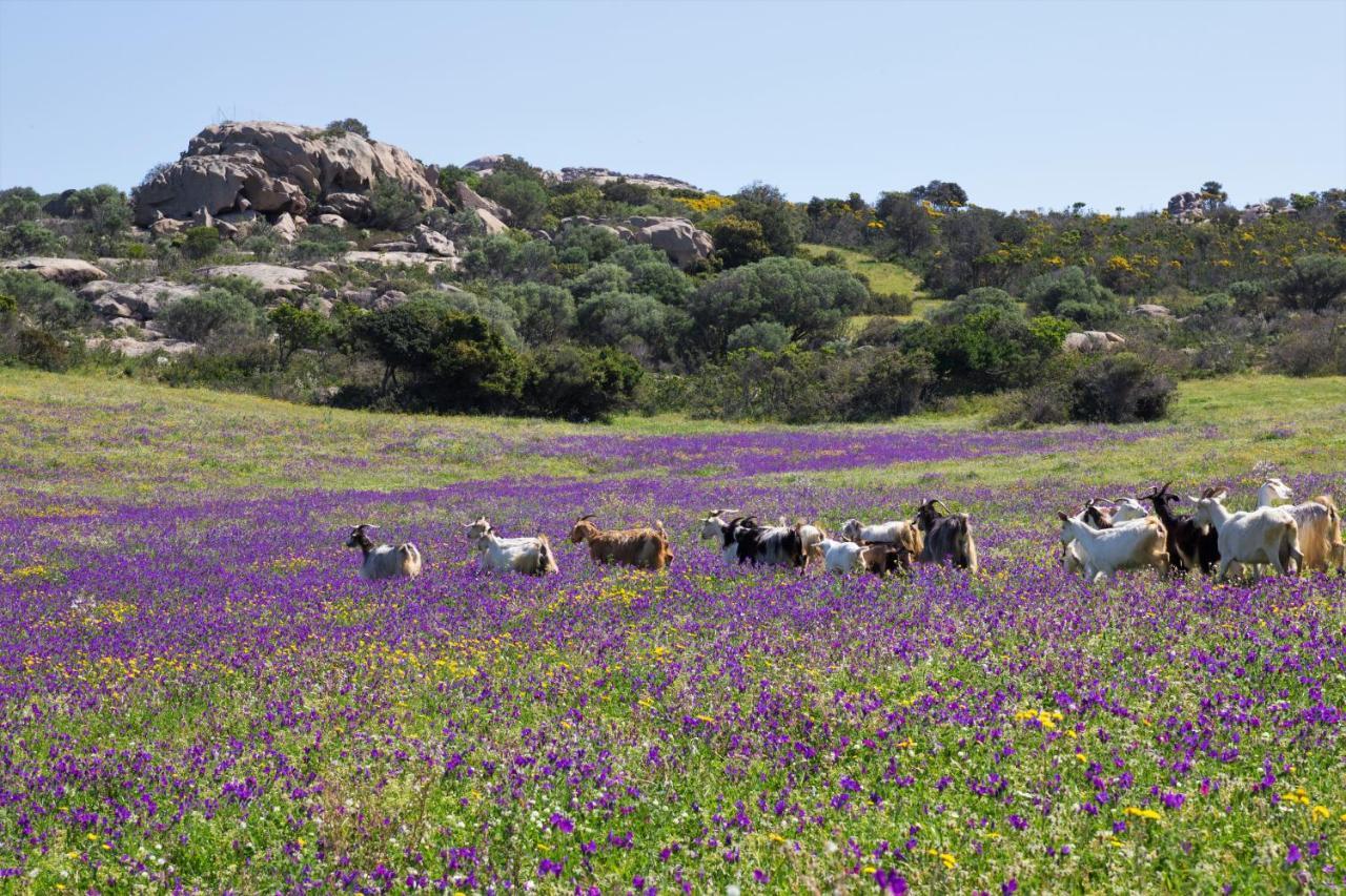 Agriturismo Lu Branu Arzachena Exteriér fotografie
